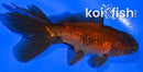 4.25" WAKIN GOLDFISH