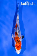 3.5" YAMATO NISHIKI
