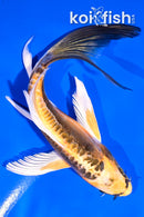 6" KIN KIKOKURYU BUTTERFLY