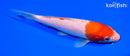 7.25" KOHAKU