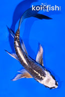 5.5" KIKOKURYU BUTTERFLY