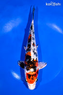 9.25" YAMATO NISHIKI