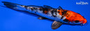 6.25" YAMATO NISHIKI