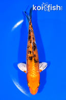 6.25" GINRIN YAMATO NISHIKI