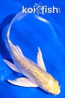 5" GINRIN YAMABUKI OGON BUTTERFLY