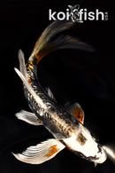 7" BENI KIKOKURYU BUTTERFLY