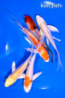 PACK OF (5) 4-5" BUTTERFLY KOI