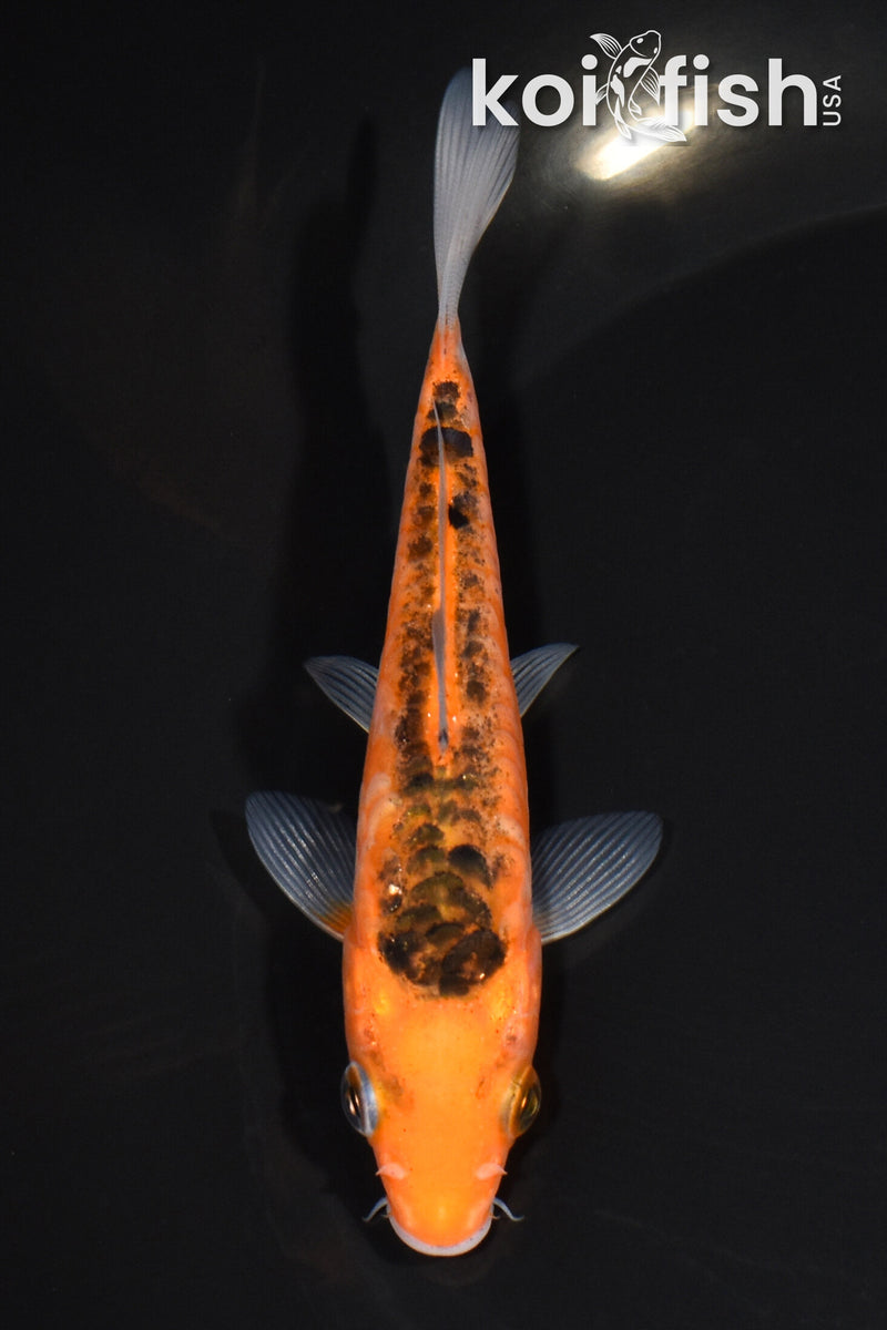4.5" HI SHUSUI
