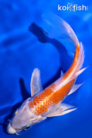 5.25" HARIWAKE BUTTERFLY