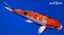 8.5" YAMATO NISHIKI