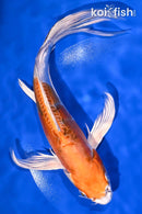 9" HEISEI NISHIKI BUTTERFLY