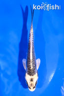 4" KIKOKURYU