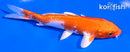 5" HARIWAKE