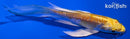 5" DOITSU YAMABUKI OGON BUTTERFLY