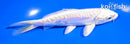 5.5" ARAGOKE PLATINUM OGON