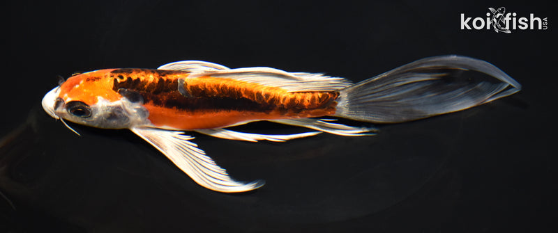 7.75" BENI KIKOKURYU BUTTERFLY