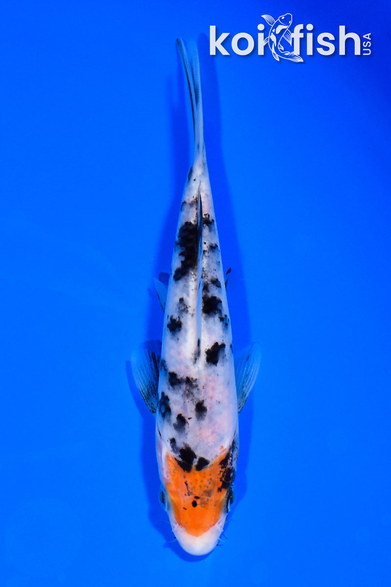5.25"  SANKE