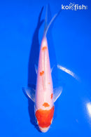 5.5" KUCHIBENI HARIWAKE