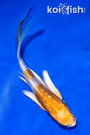 5" GINRIN HARIWAKE BUTTERFLY