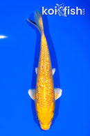 6.5" GINRIN YAMABUKI OGON