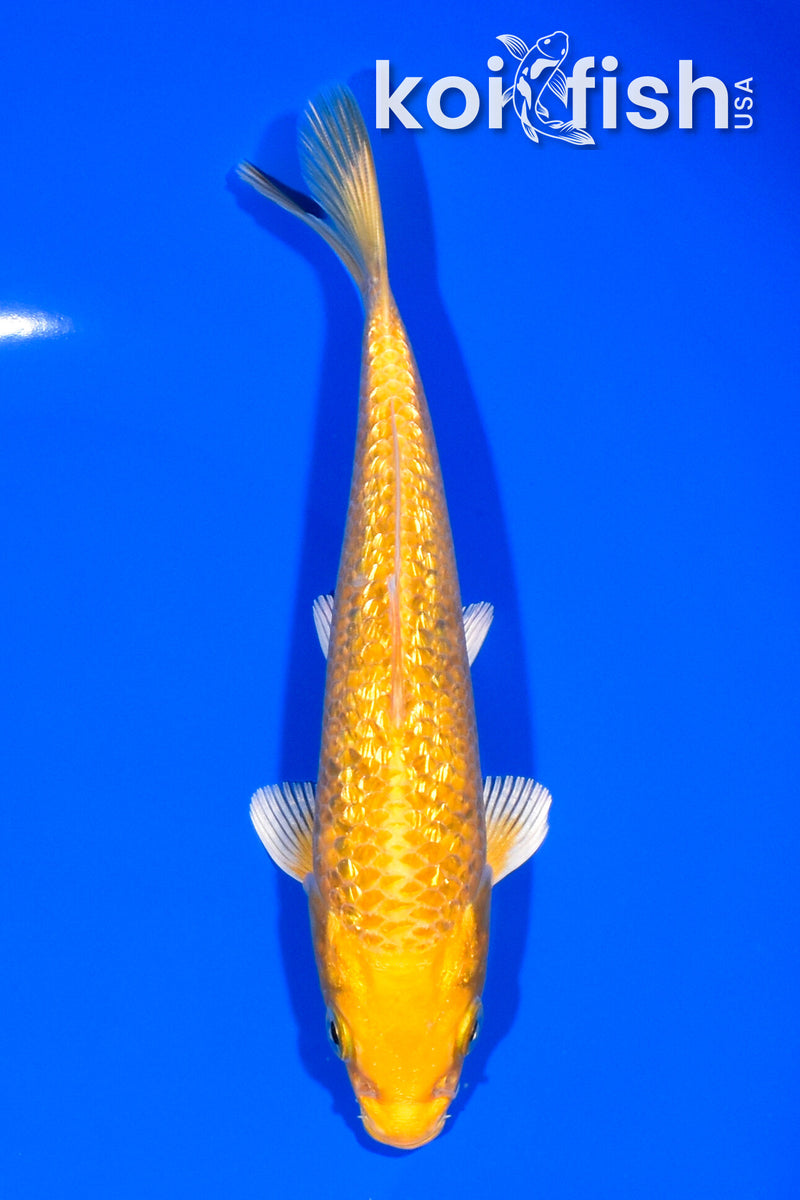 6.5" GINRIN YAMABUKI OGON