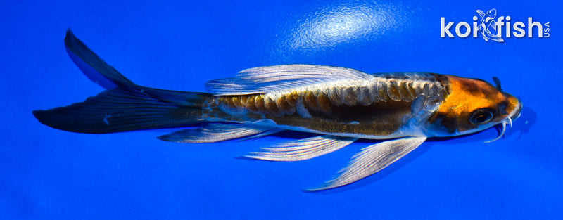 5" ARAGOKE BENI KIKOKURYU BUTTERFLY