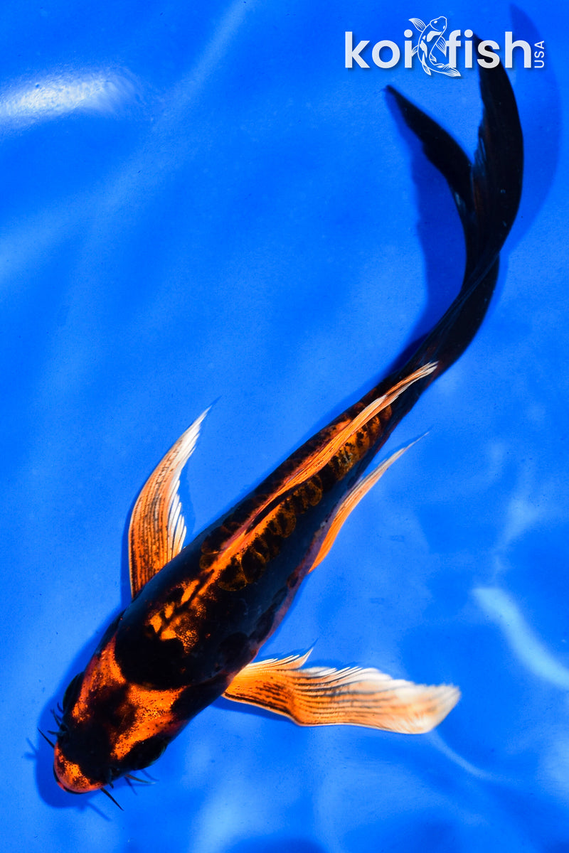 5.5" DOITSU ORENJI MATSUBA BUTTERFLY