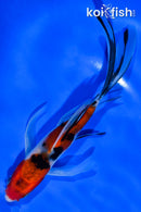 5.5" SANKE BUTTERFLY