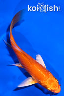 4.5" ORENJI OGON BUTTERFLY