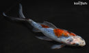 8" SHUBUNKIN GOLDFISH
