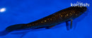5.5" GINRIN CHAGOI