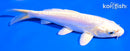 6" DOITSU PLATINUM OGON