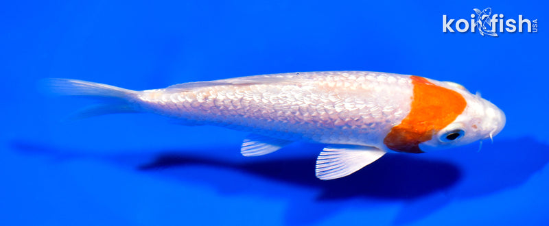 5.75" GINRIN HARIWAKE