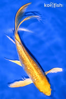 8" GINRIN YAMABUKI OGON BUTTERLFY