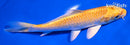 6" YAMABUKI OGON
