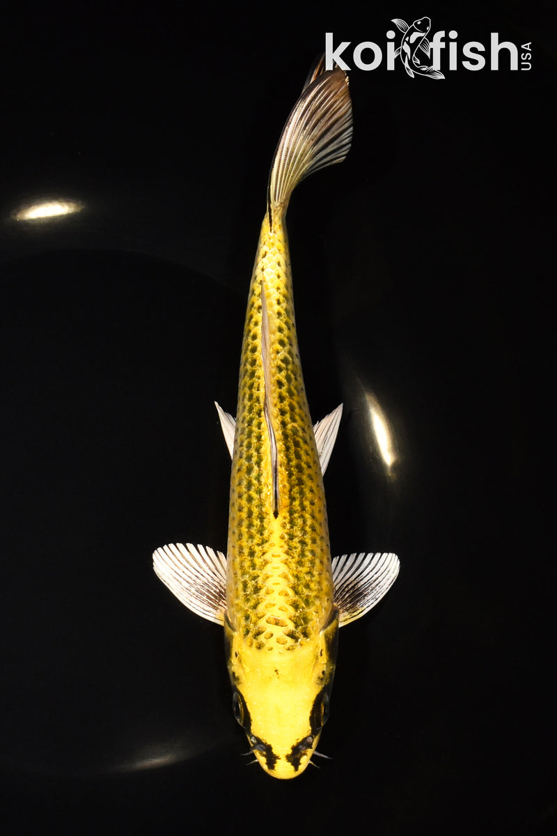 8" KI MATSUBA