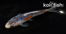 4.5" HI SHUSUI