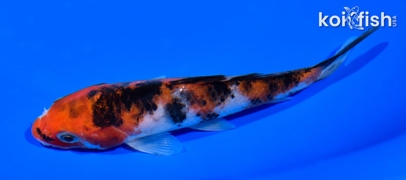 5.25" SANKE