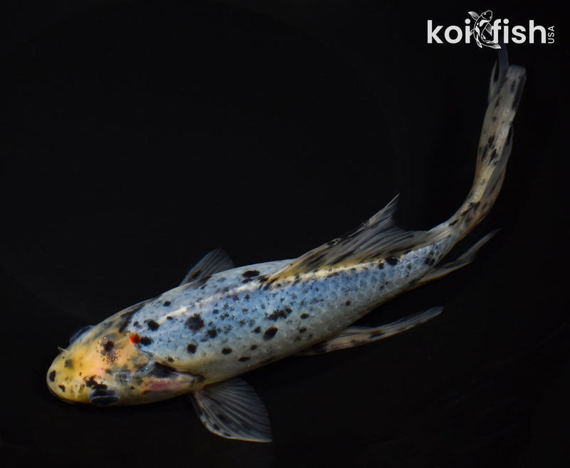 9" SHUBUNKIN GOLDFISH