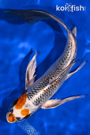 9.25" KUJAKU BUTTERFLY