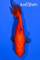 4" WAKIN GOLDFISH
