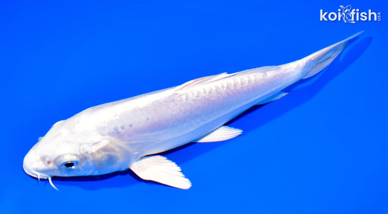 8" DOITSU PLATINUM OGON