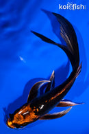 6" BENI KIKOKURYU BUTTERFLY