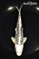 6.75" ARAGOKE KUJAKU