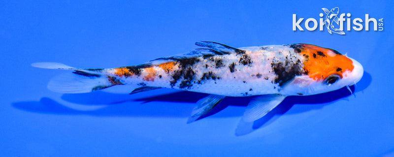 5.25" SANKE