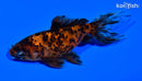 4.25" WATONAI GOLDFISH