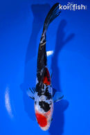 7.25" DOITSU SANKE