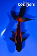 5.25" WATONAI GOLDFISH