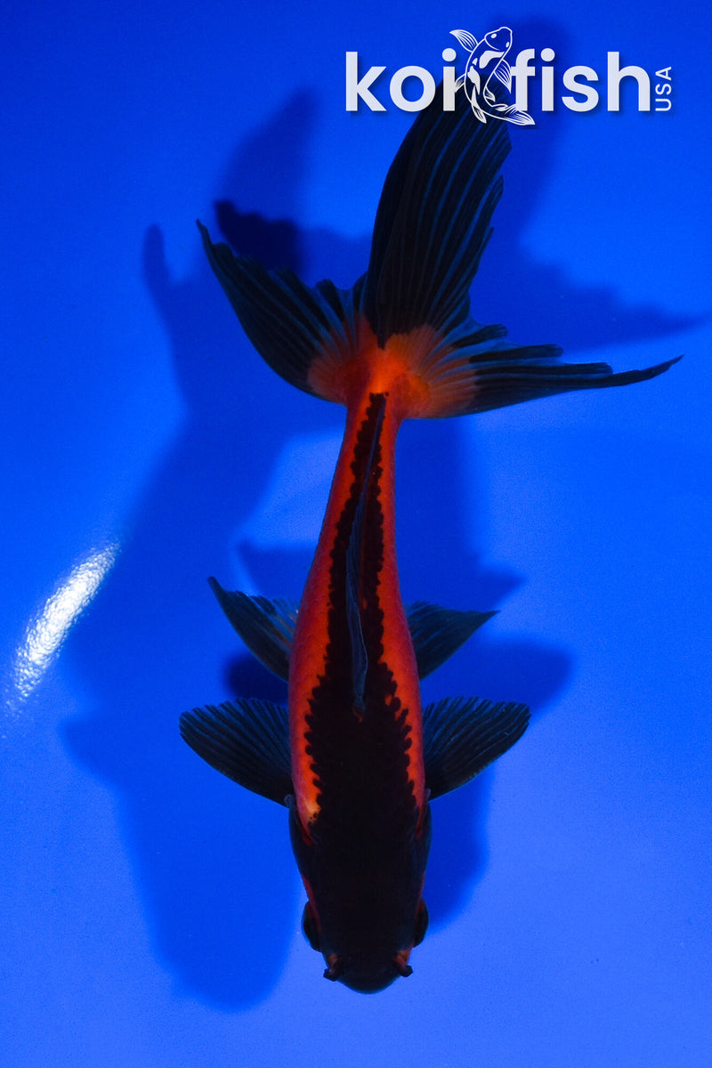 5.25" WATONAI GOLDFISH