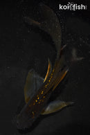 6" GINRIN CHAGOI BUTTERFLY